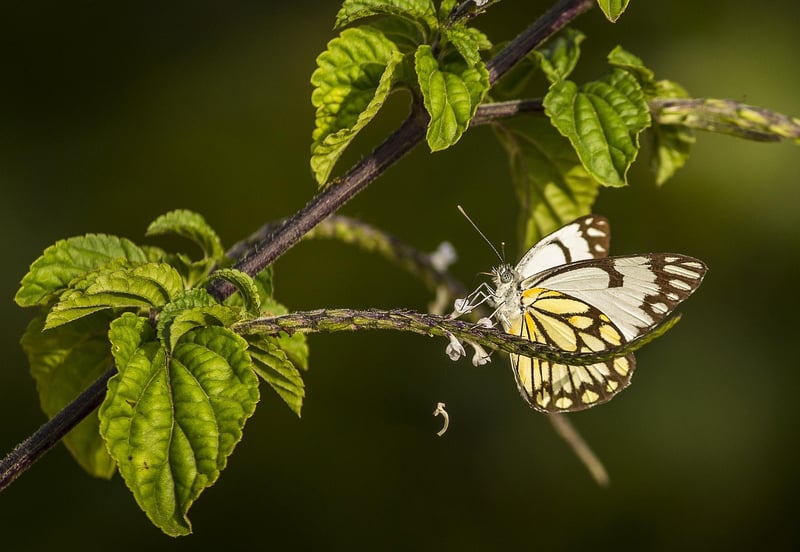 Earth and Butterfly